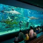 Siam Ocean World