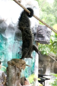 binturong bear