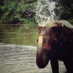 Elephant Haven – Sai Yok