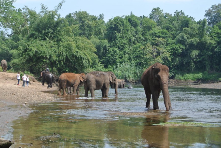 safari park open zoo kanchanaburi