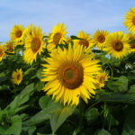 Sunflower Fields Around Bangkok