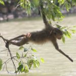 Samut Songkhram’s Swimming Monkeys