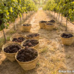Central Thailand’s Vineyards and Wineries