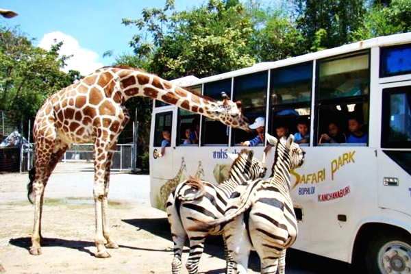 safari park and camp kanchanaburi