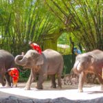 Kanchanaburi Safari Park and Open Zoo
