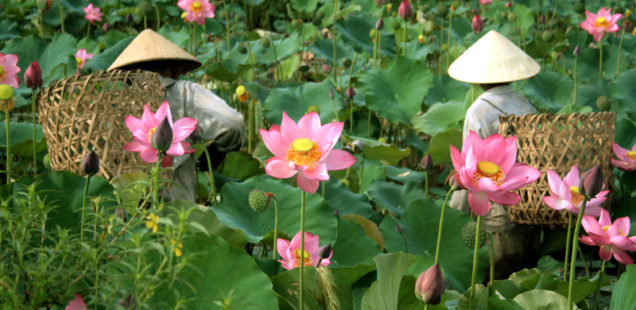 Thailand’s  Town of Lotus: Pathum Thani