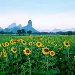 Top 5 Flower Fields Of Thailand